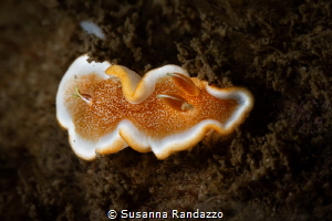 Glossodoris rufomarginata(white margin nudibranch)_Dec 20... by Susanna Randazzo 